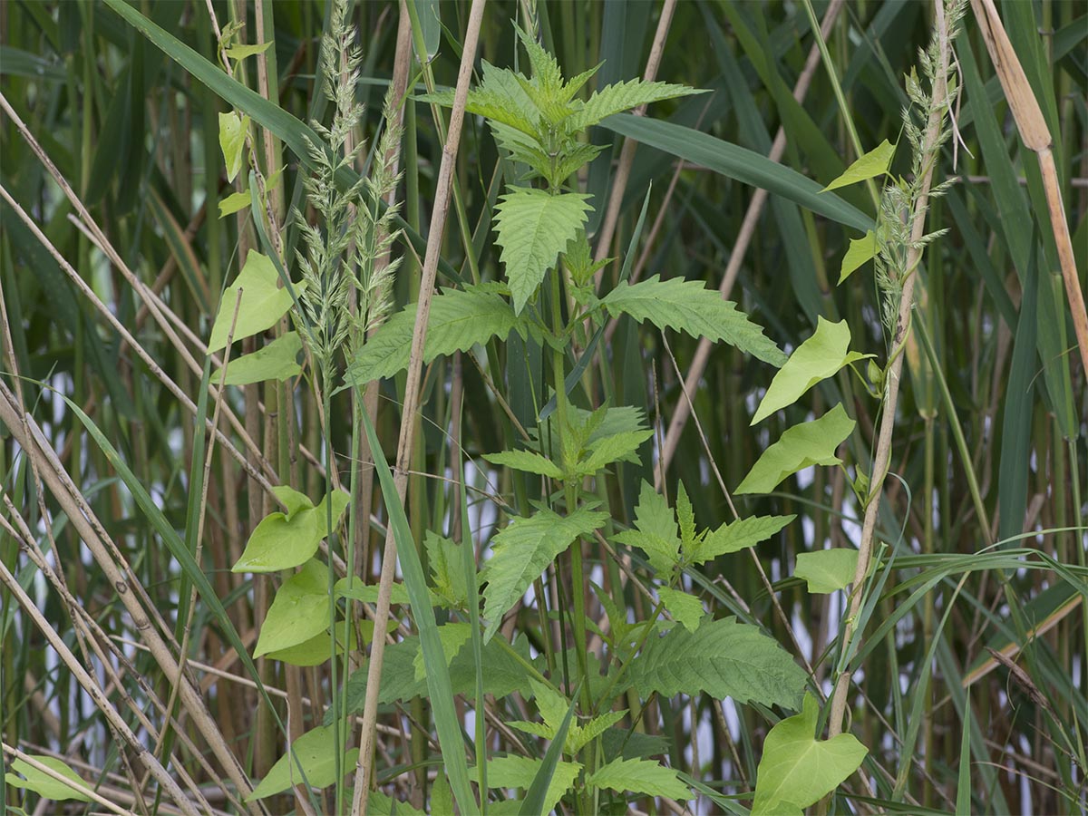 Lycopus europaeus